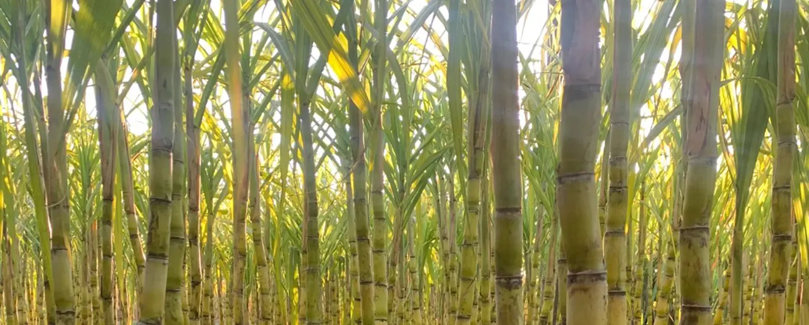 bagasse  Made into bagasse clamshell  100%Recycled  Biodegradable & Compostable  Improves Soil